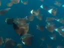 Blue Ocean in Baja Mobula Rays
