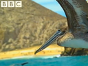 Pelicans in Baja - BBC