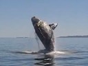 Saving a Humpback Whale